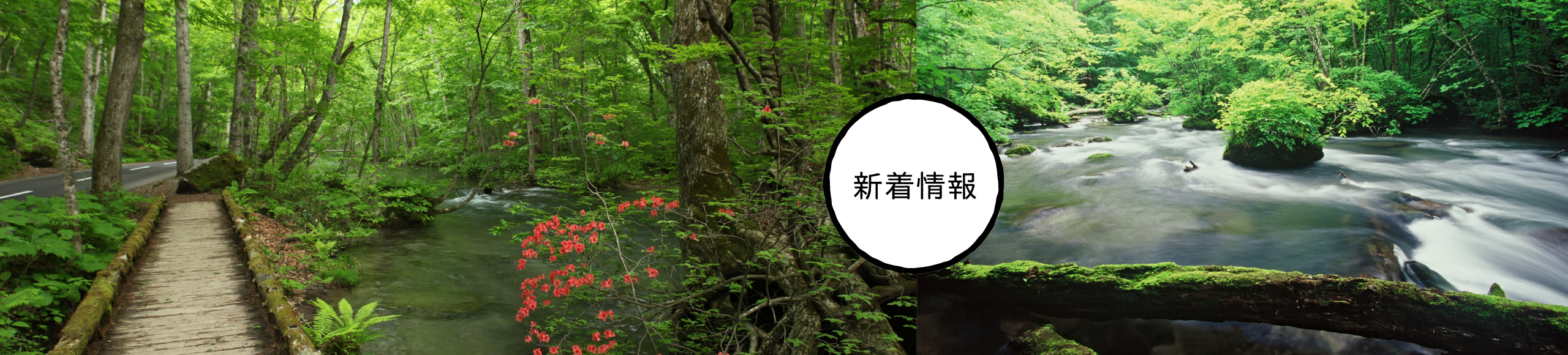 新着情報